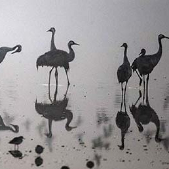 Migrating Cranes